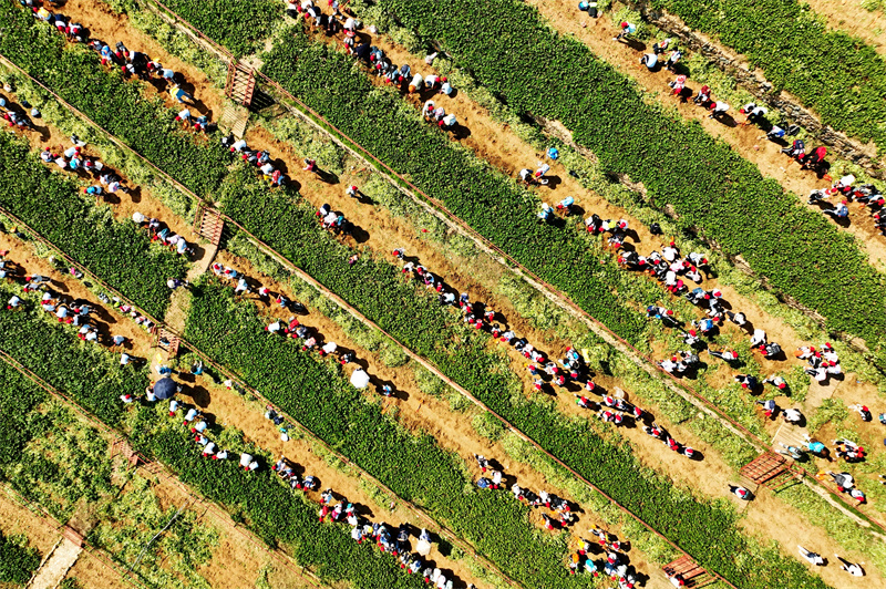 2024年9月29日，在山東青島宜陽路小學開展的“田間課堂”豐收實踐活動上，學生們在“田間課堂”紅薯采收現(xiàn)場。王海濱攝