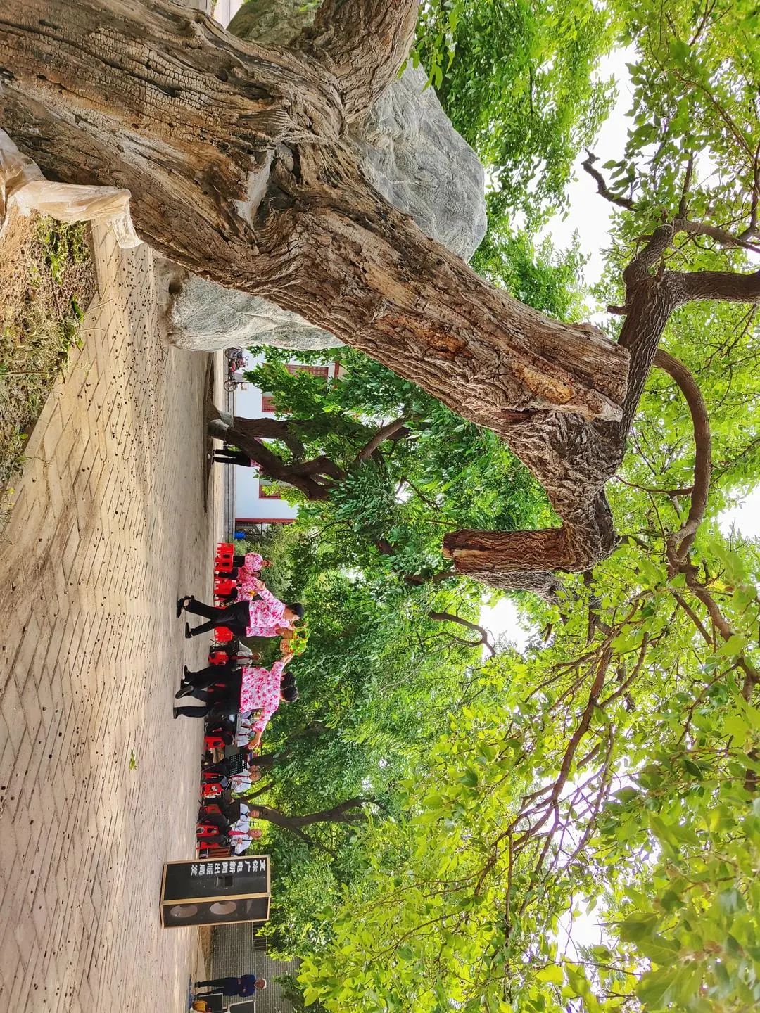 全球重要農(nóng)業(yè)文化遺產(chǎn)——夏津古桑林。馬志勇攝