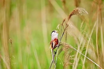山東東營(yíng)黃河口的震旦鴉雀。光明日?qǐng)?bào) 徐譚/攝