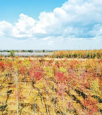 山東東營(yíng)勝大生態(tài)林場(chǎng)“碳中和林”景色。