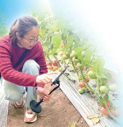 李娜在西紅柿大棚里做直播。李子悅攝