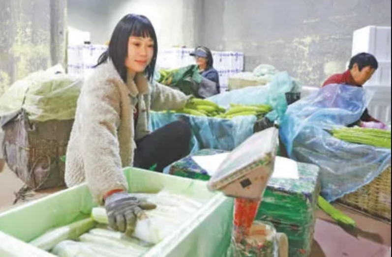 高楠果蔬專業(yè)合作社員工正在將新鮮蔬菜裝箱。桑宏香攝