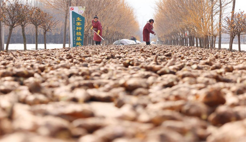  2月18日，鄒平市青陽鎮(zhèn)鐘家村生姜基地農民晾曬姜種，保證栽種時的出芽率和提高姜種成活率。