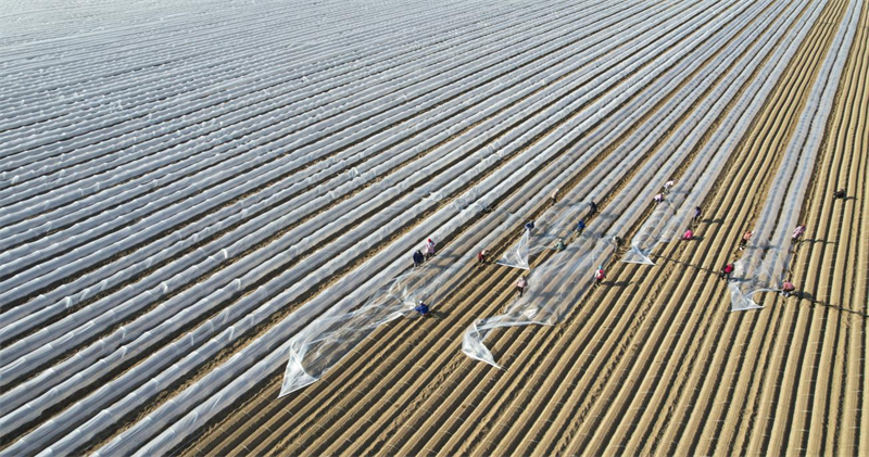 2月17日，鄒平市韓店鎮(zhèn)小宋村農(nóng)民給剛栽種的胡蘿卜覆蓋拱棚。