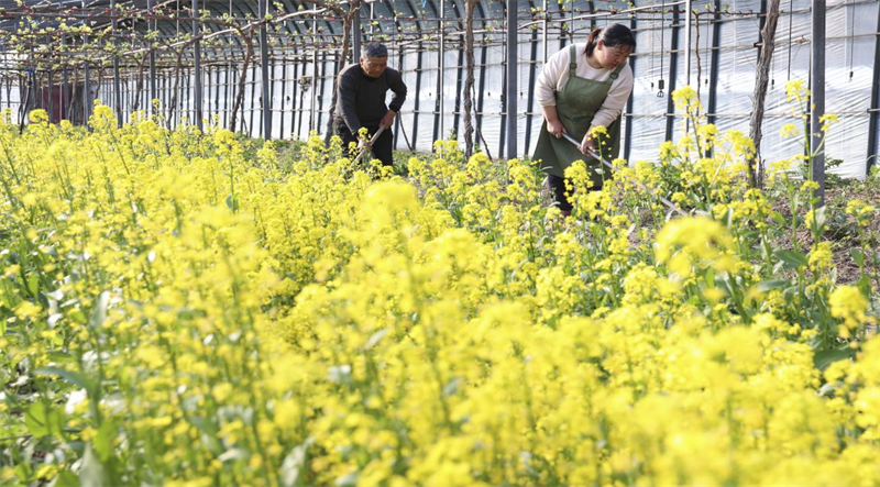 2月17日，鄒平市韓店鎮(zhèn)前官莊村農(nóng)民在大棚里松土勞作。