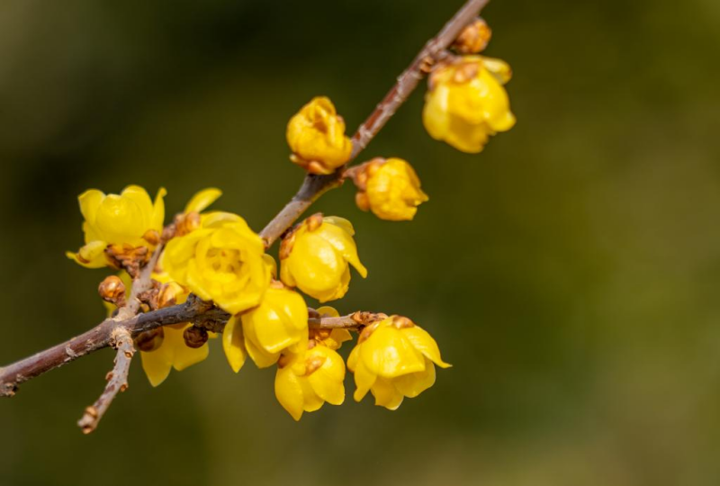 晶瑩剔透的金黃花苞盡顯于枝頭。武愛(ài)民攝