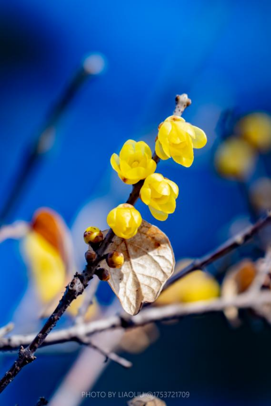 晶瑩剔透的黃色梅花，點(diǎn)綴著清澈無(wú)垠的藍(lán)天。劉晶攝