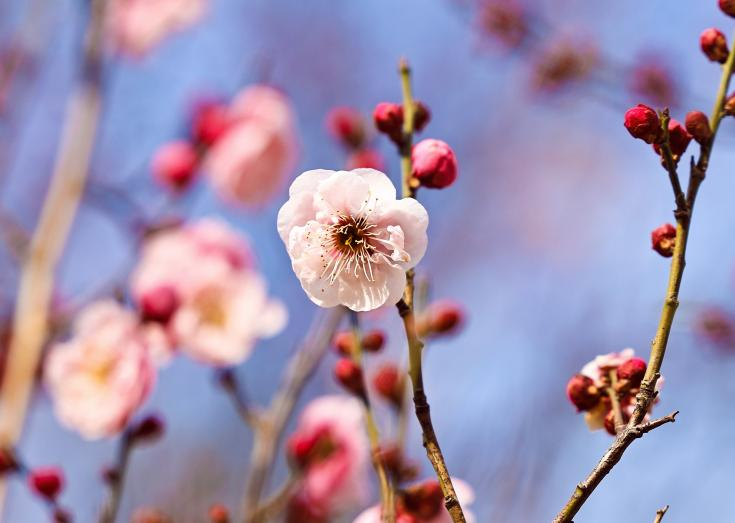 初春的梅花恰似佳人，清麗且嬌艷。宋年升攝