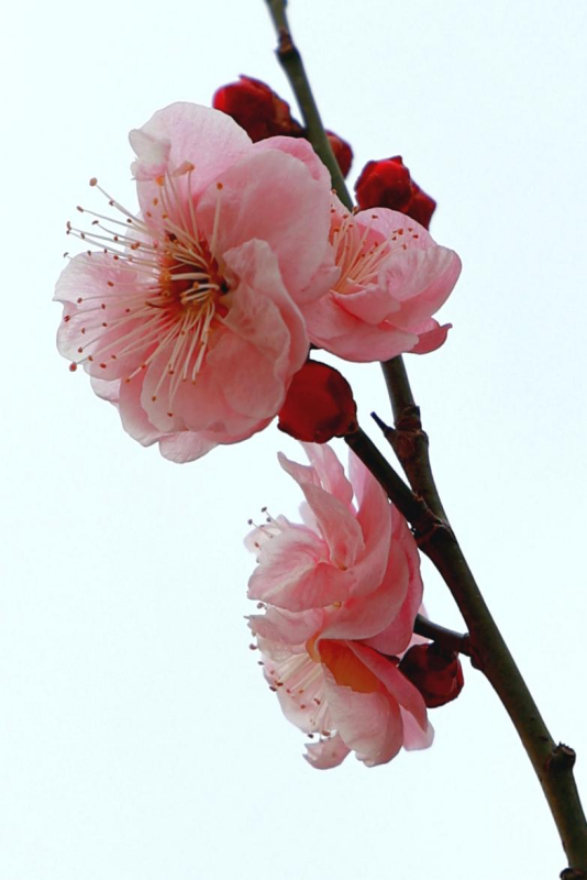 粉嫩的梅花在微風(fēng)里肆意搖曳。李強(qiáng)攝