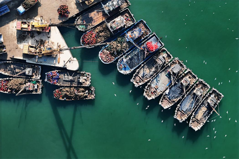 任家臺(tái)碼頭上，一艘艘漁船滿載而歸。張明慷攝