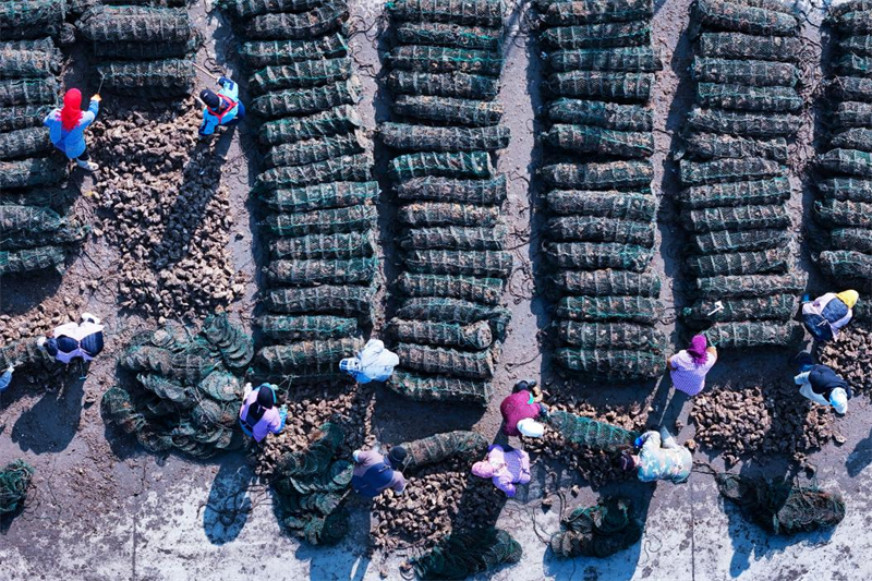 一籠籠被泥沙包裹著的海蠣子等待清洗分揀。張明慷攝