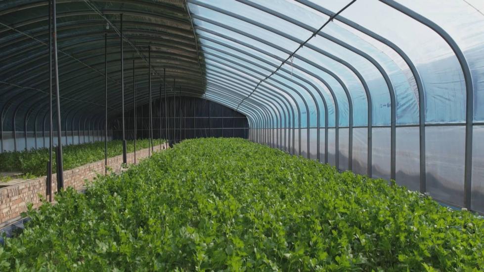 智能溫室大棚里，翠綠的芹菜長勢喜人