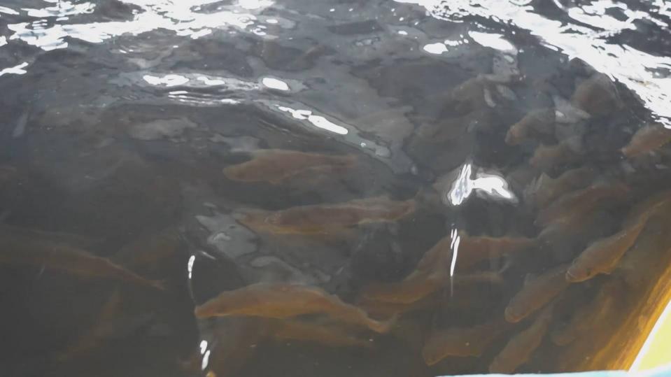 魚池里，魚兒自在地游來游去