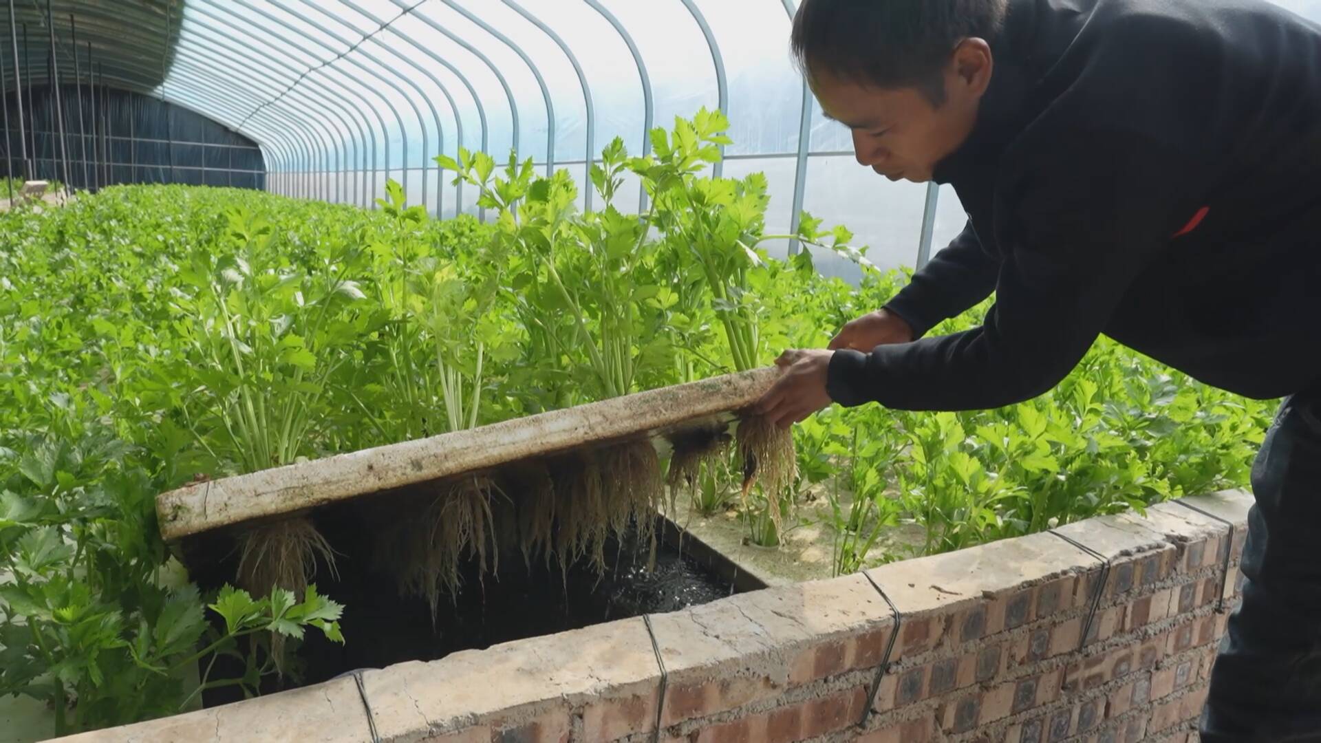 黃?，F(xiàn)正在展示魚菜共生模式