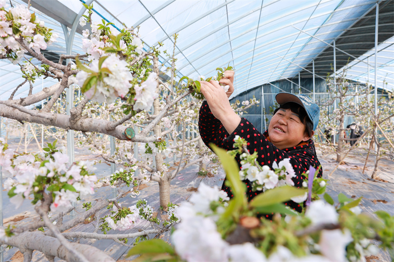 山東茌平：櫻桃花開春意濃