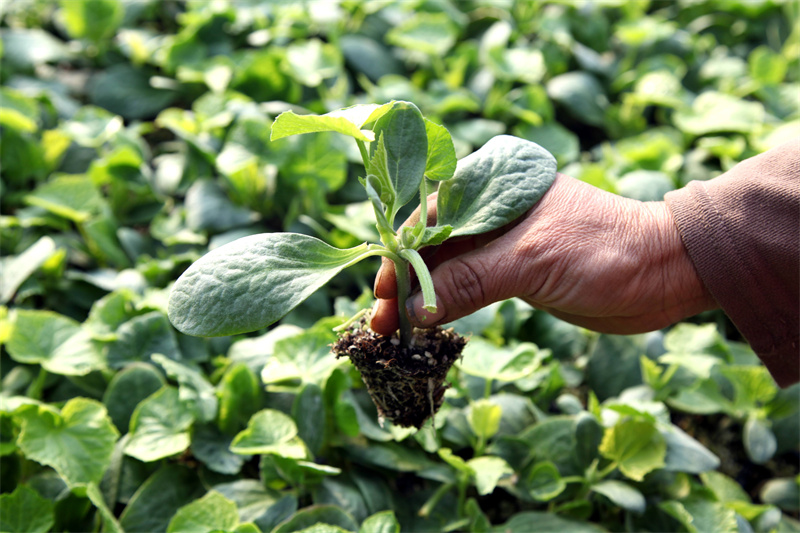 3月5日，農(nóng)民在山東省聊城市茌平區(qū)賈寨鎮(zhèn)耿店村育苗場分揀蔬菜苗。