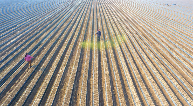 3月5日，農(nóng)民在山東省聊城市茌平區(qū)賈寨鎮(zhèn)賈寨后村田間給種植的丹參噴灑除草藥物（無人機照片）。