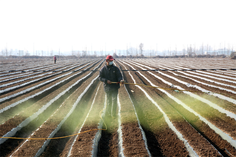 3月5日，農(nóng)民在山東省聊城市茌平區(qū)賈寨鎮(zhèn)賈寨后村田間給種植的丹參噴灑除草藥物。