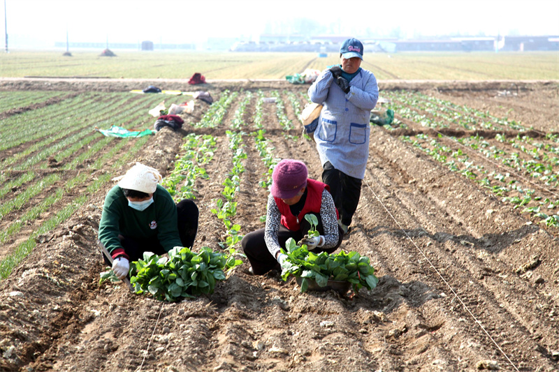 3月5日，農(nóng)民在山東省聊城市茌平區(qū)賈寨鎮(zhèn)邢胡劉村田間種植甘藍。