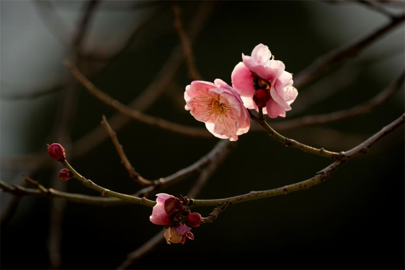 花瓣似蝶，輕盈舒展，粉色臘梅在枝頭淺笑嫣然。袁召勇攝