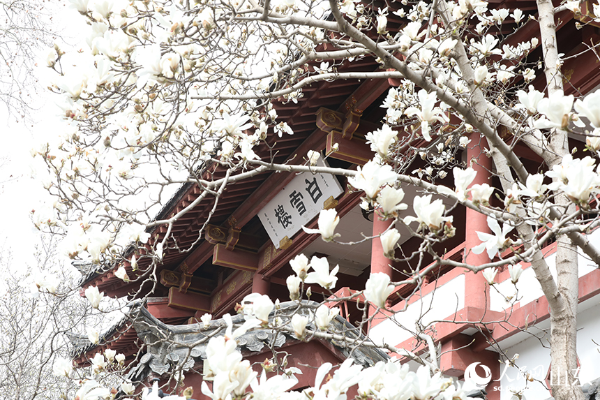 古色古香的建筑與盛開的玉蘭花相映成趣，構(gòu)成了一幅動人的春日畫卷。人民網(wǎng)記者 劉祺攝