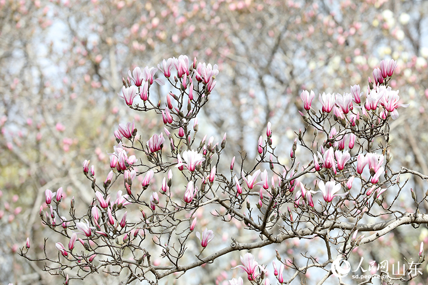 濟南趵突泉公園內(nèi)玉蘭花競相盛開。人民網(wǎng)記者 劉祺攝