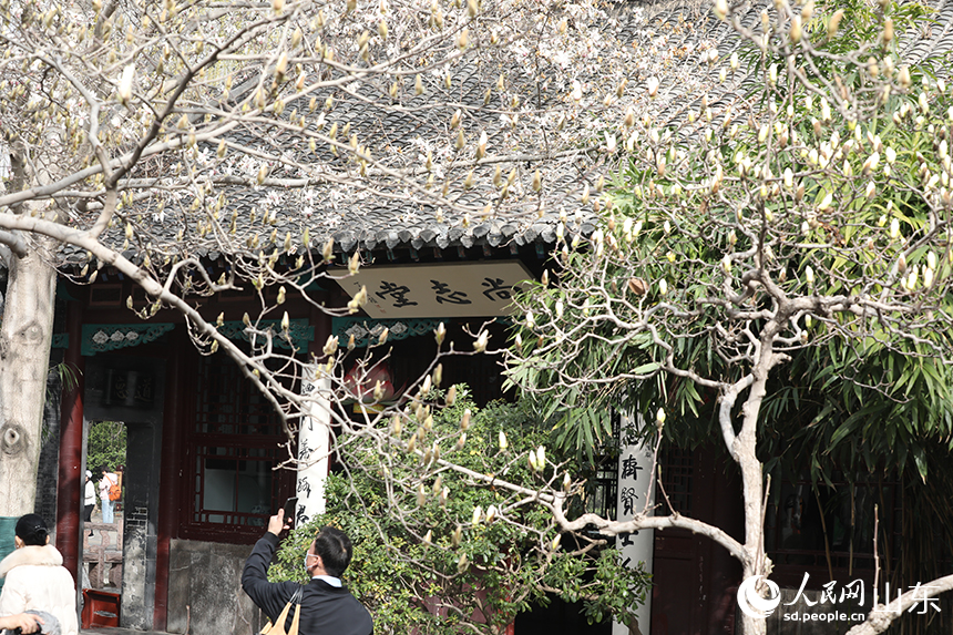 濟南趵突泉公園內(nèi)，尚志堂前幾株玉蘭樹含苞待放。人民網(wǎng)記者 劉祺攝
