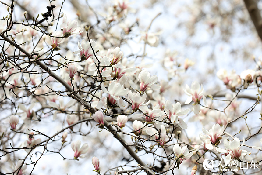 濟南趵突泉公園內(nèi)玉蘭花競相盛開。人民網(wǎng)記者 劉祺攝