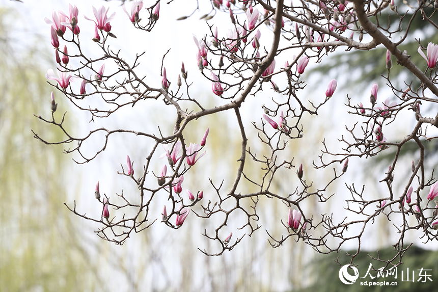 濟南趵突泉公園內(nèi)玉蘭花競相盛開。人民網(wǎng)記者 劉祺攝