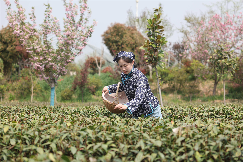 2025年4月18日，在山東省日照市后村鎮(zhèn)蔡家官莊村，茶農(nóng)在茶園里采摘春茶。