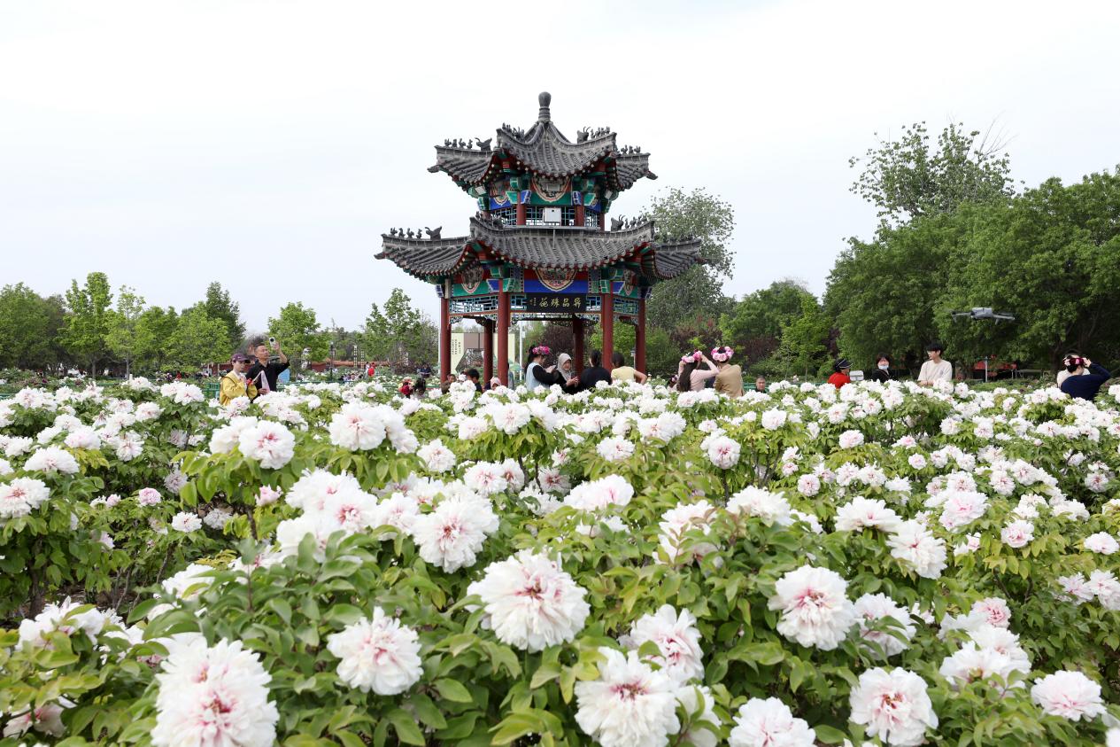 菏澤曹州牡丹園里鮮花盛開(kāi)。人民網(wǎng)記者 劉祺攝