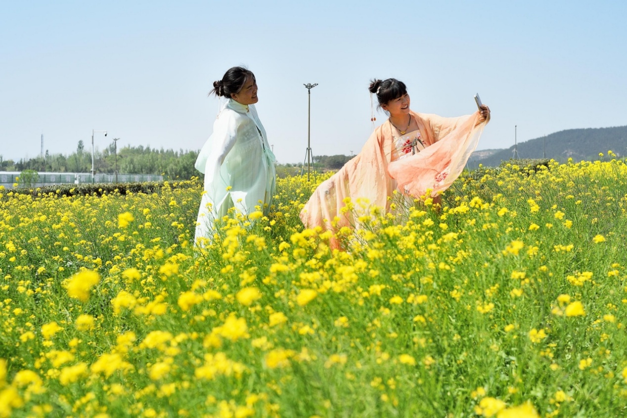 云隱小鎮(zhèn)金黃燦爛的油菜花已到最佳觀賞期，游客們?cè)诖舜蚩裟?。丁斌攝
