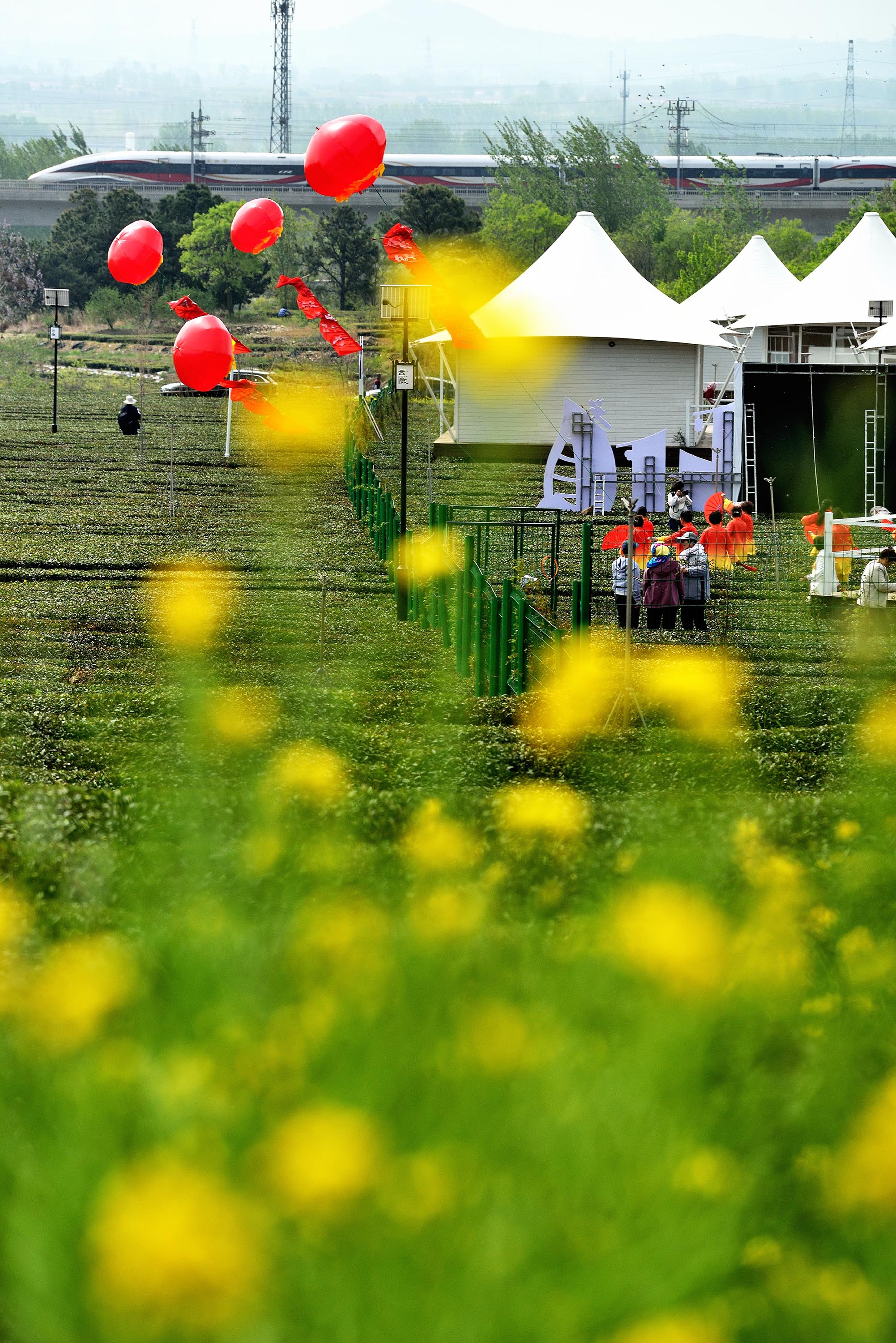 在日照市嵐山區(qū)巨峰鎮(zhèn)云隱小鎮(zhèn)，金色的油菜花把茶園襯托得更加明艷動(dòng)人。丁斌攝