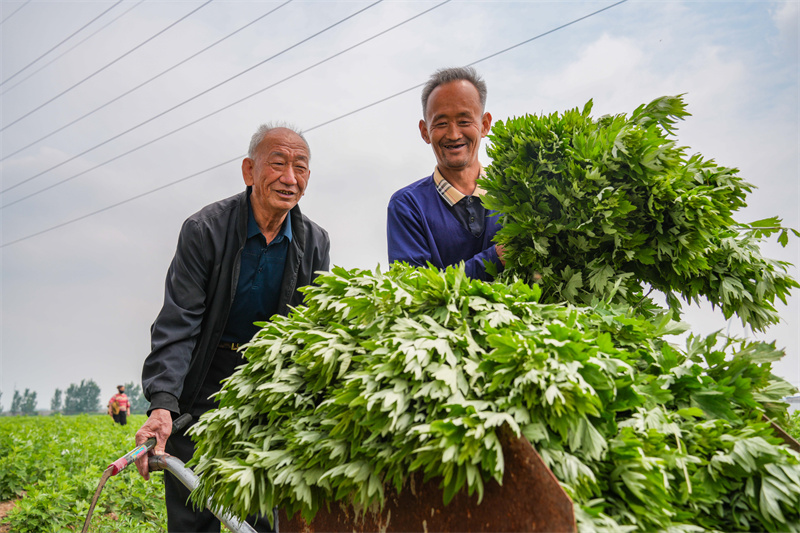 2025年5月23日，在山東省樂陵市花園鎮(zhèn)關(guān)王堂村艾草種植基地，當(dāng)?shù)卮迕裨谑斋@艾草。