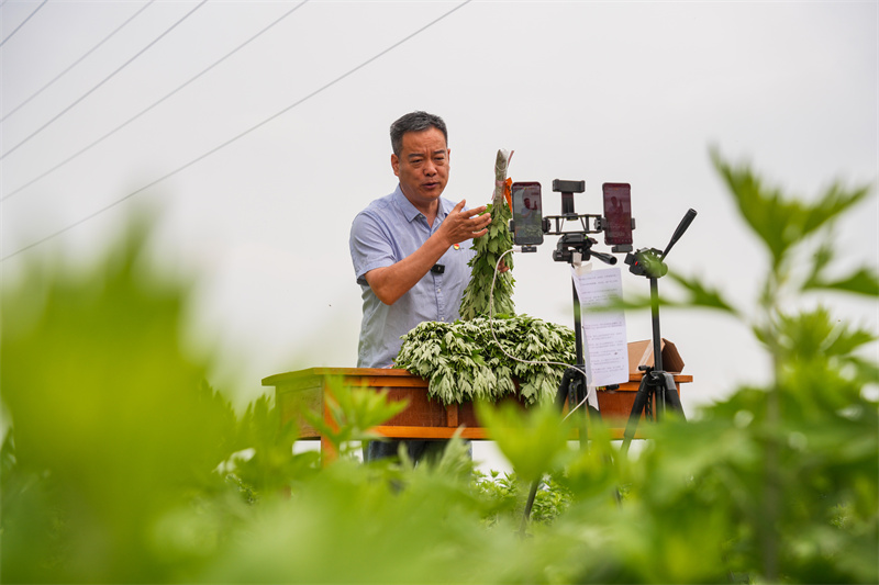 2025年5月23日，在山東省樂陵市花園鎮(zhèn)關(guān)王堂村艾草種植基地，當(dāng)?shù)鼐W(wǎng)紅“村支書”田間現(xiàn)場直播助農(nóng)銷售艾草。