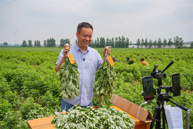 2025年5月23日，在山東省樂陵市花園鎮(zhèn)關(guān)王堂村艾草種植基地，當(dāng)?shù)鼐W(wǎng)紅“村支書”田間現(xiàn)場直播助農(nóng)銷售艾草。