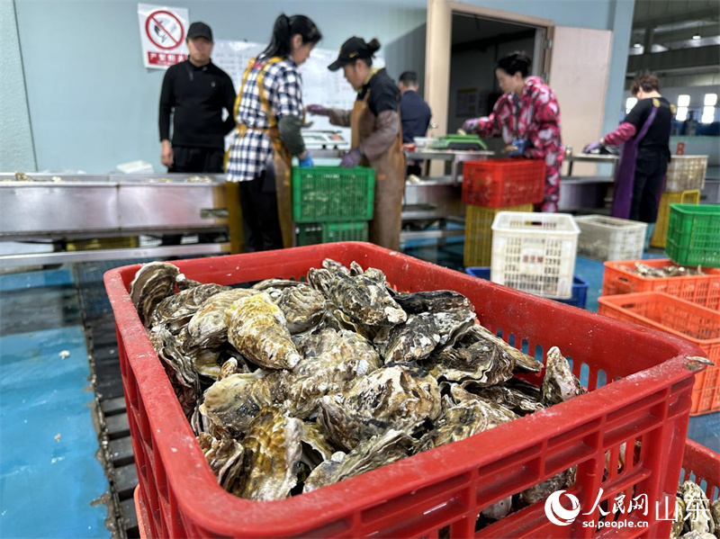 清洗好的牡蠣被裝箱，等待進(jìn)入包裝環(huán)節(jié)。人民網(wǎng) 喬姝攝