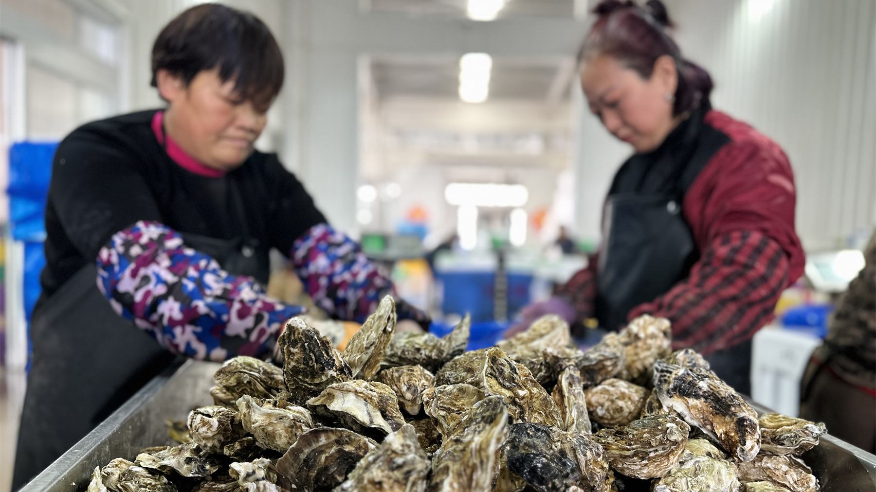 車間工人正在分揀牡蠣。人民網(wǎng) 喬姝攝