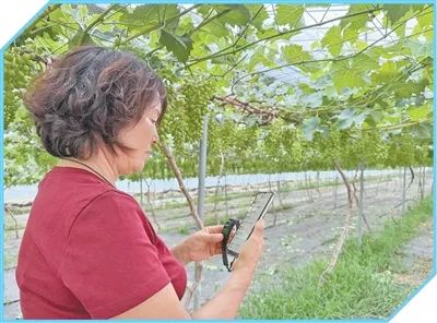 蘇會蓮在查看新購入的智能手表。圖為李玉杰攝（人民視覺）