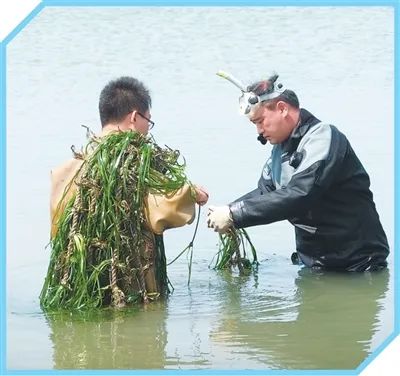 張沛東（右）與榮成鰻草科技小院成員在海中取樣。受訪者供圖