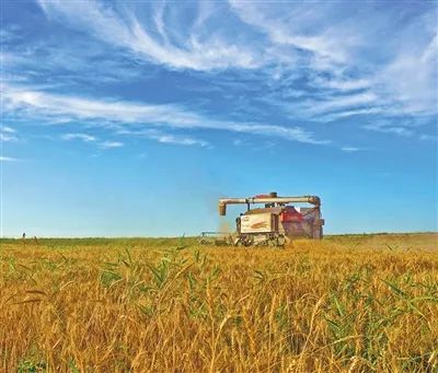 不久前，于林村小麥喜迎豐收。房傳坤攝