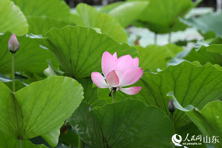 大明湖荷花灼灼盛開，似紅妝點(diǎn)點(diǎn)。人民網(wǎng)記者 劉祺攝