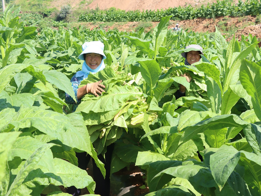 村辦合作社隊員正在采收烤煙