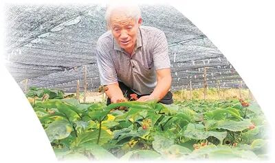 王文水采摘參種。郭彥成攝