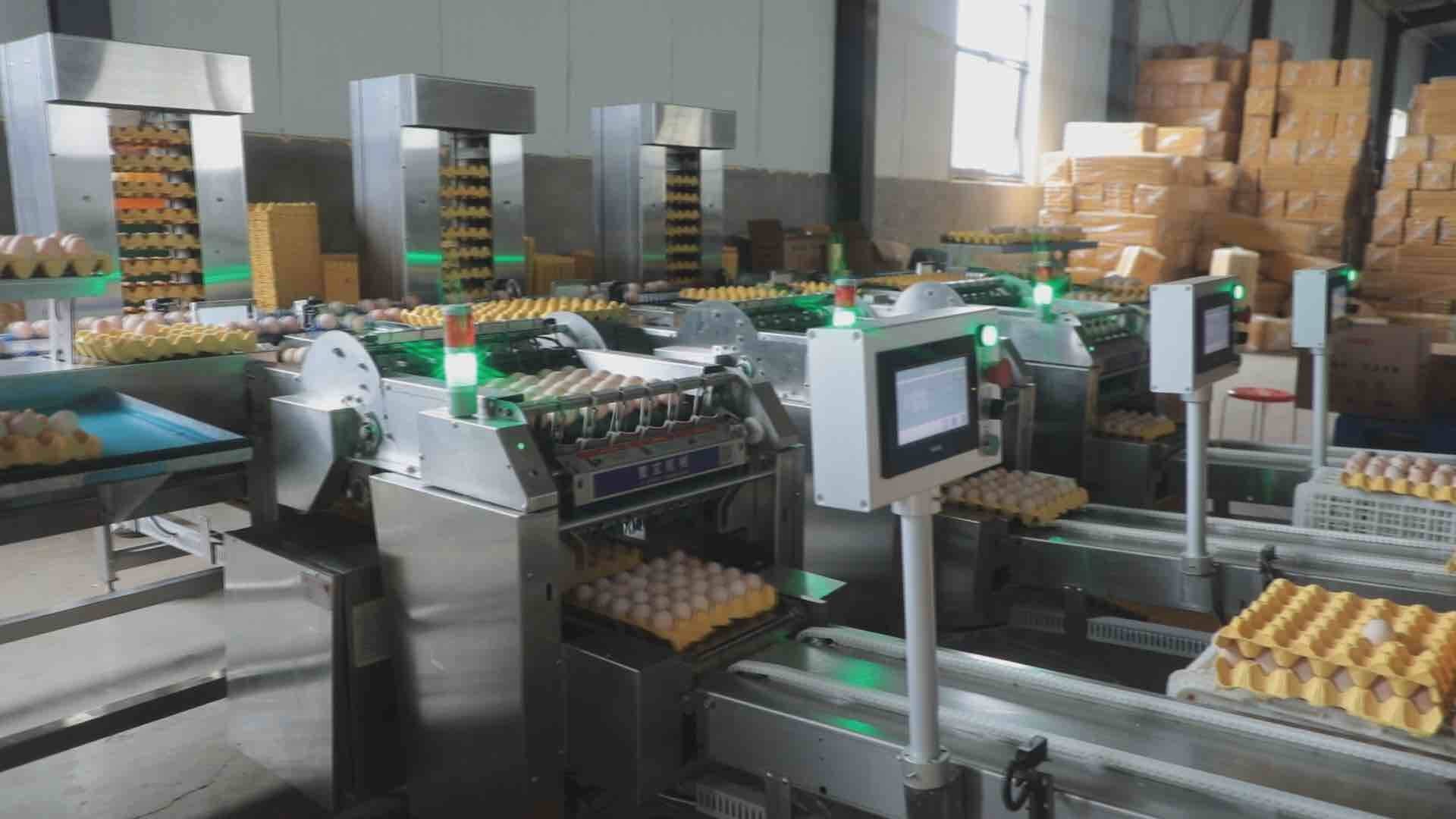 智能化的蛋品加工車(chē)間。東明縣委宣傳部供圖