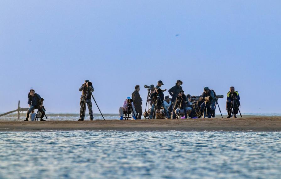 攝影師們齊聚岸邊，抓拍低空盤(pán)旋的燕鷗。臧紹喜 攝