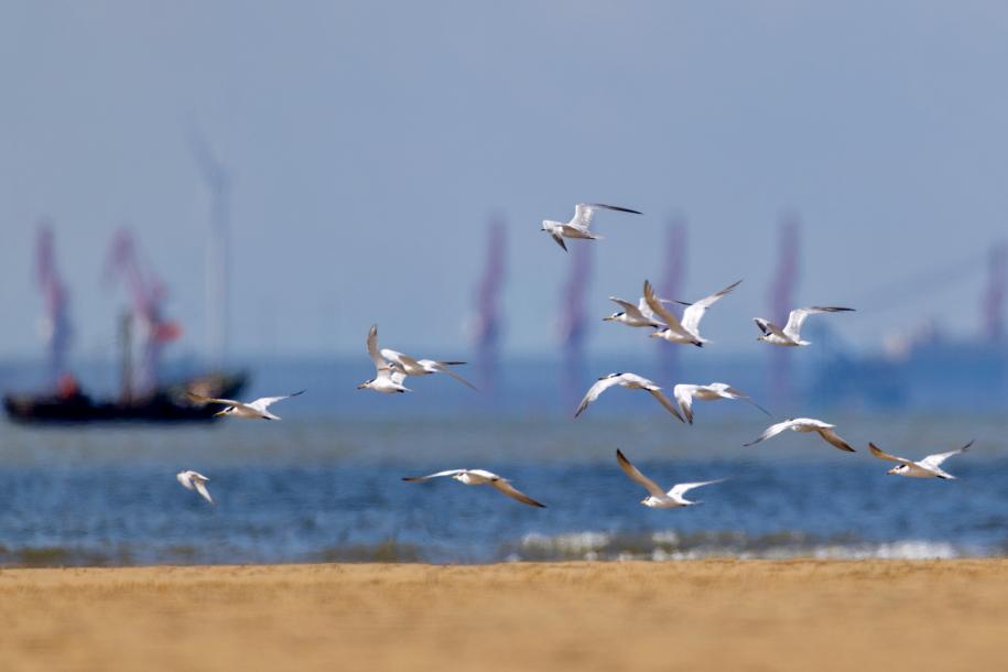 中華鳳頭燕鷗低空盤(pán)旋，蹁躚身姿驚艷灘涂。臧紹喜 攝