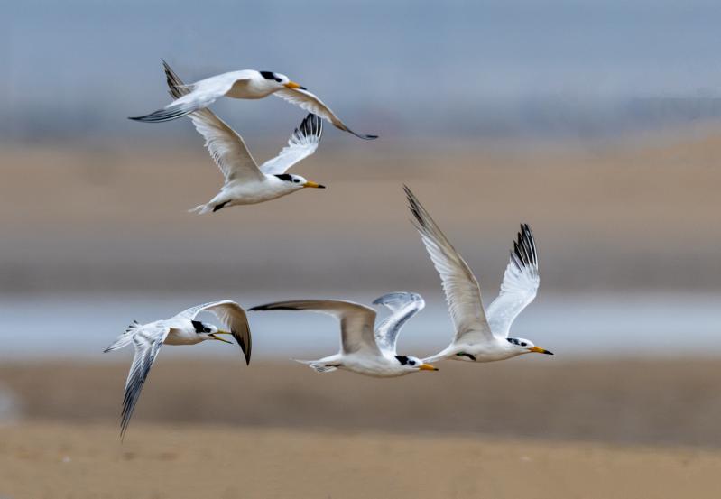 鏡頭下的鳥(niǎo)兒在天空中自由翱翔，展現(xiàn)出千姿百態(tài)的身姿。臧紹喜 攝