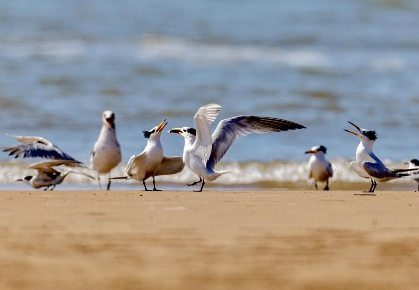 待到潮汐漸退，中華鳳頭燕鷗會(huì)落到淺水區(qū)進(jìn)行覓食。臧紹喜 攝