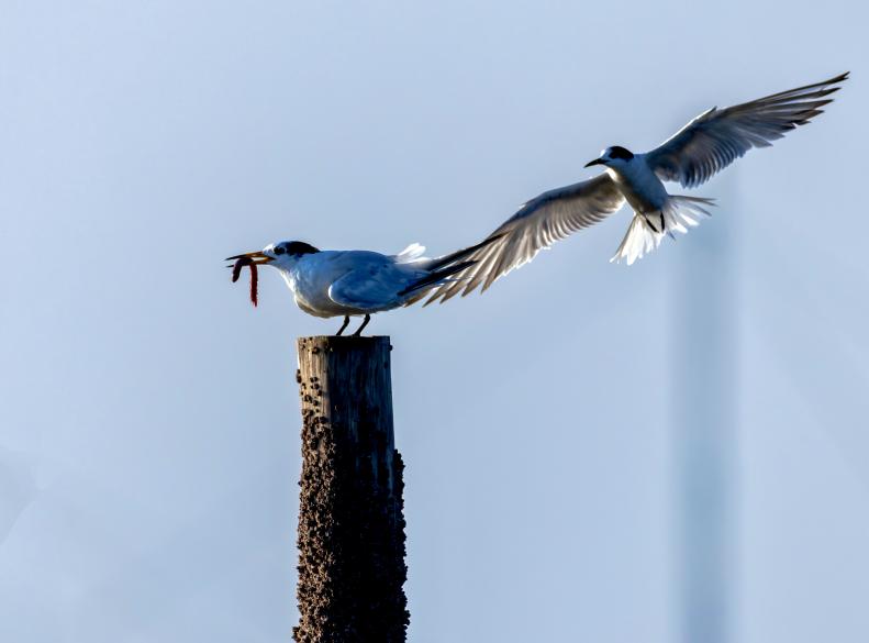 藍(lán)天為幕，木樁作臺(tái)，中華鳳頭燕鷗銜紅蟲(chóng)靜立，另一只振翅而來(lái)，演繹自然靈動(dòng)瞬間。臧紹喜 攝